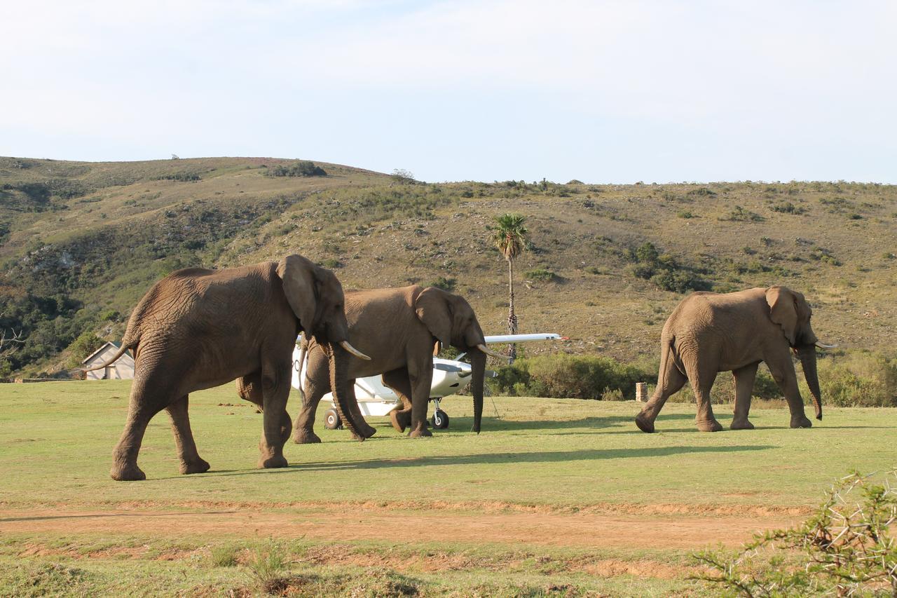 Addo Elephant Lodge & Safaris Kirkwood Екстер'єр фото