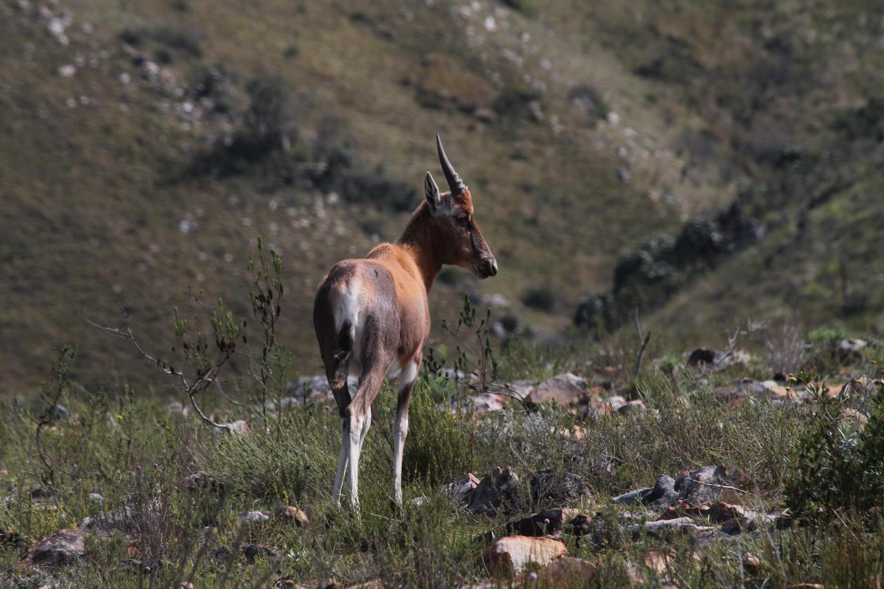 Addo Elephant Lodge & Safaris Kirkwood Екстер'єр фото