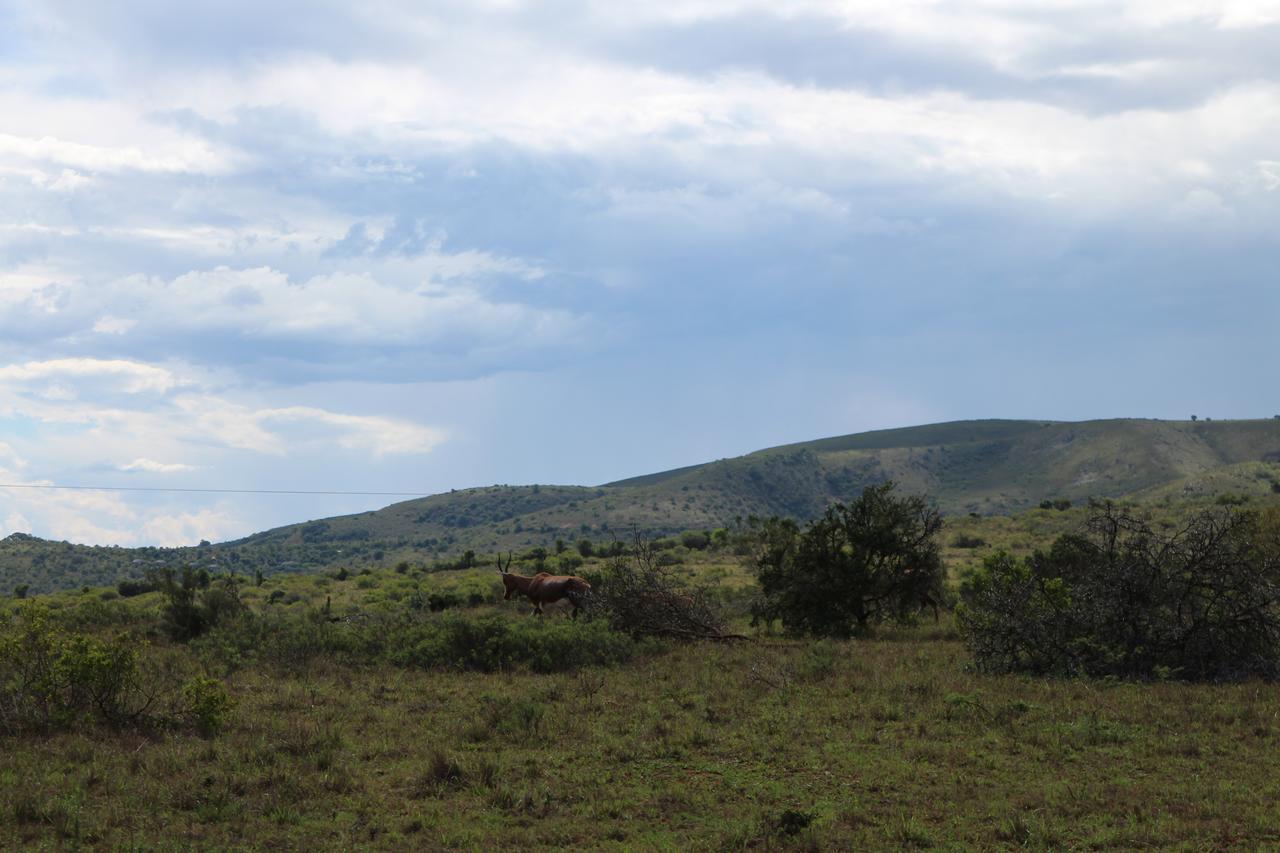 Addo Elephant Lodge & Safaris Kirkwood Екстер'єр фото