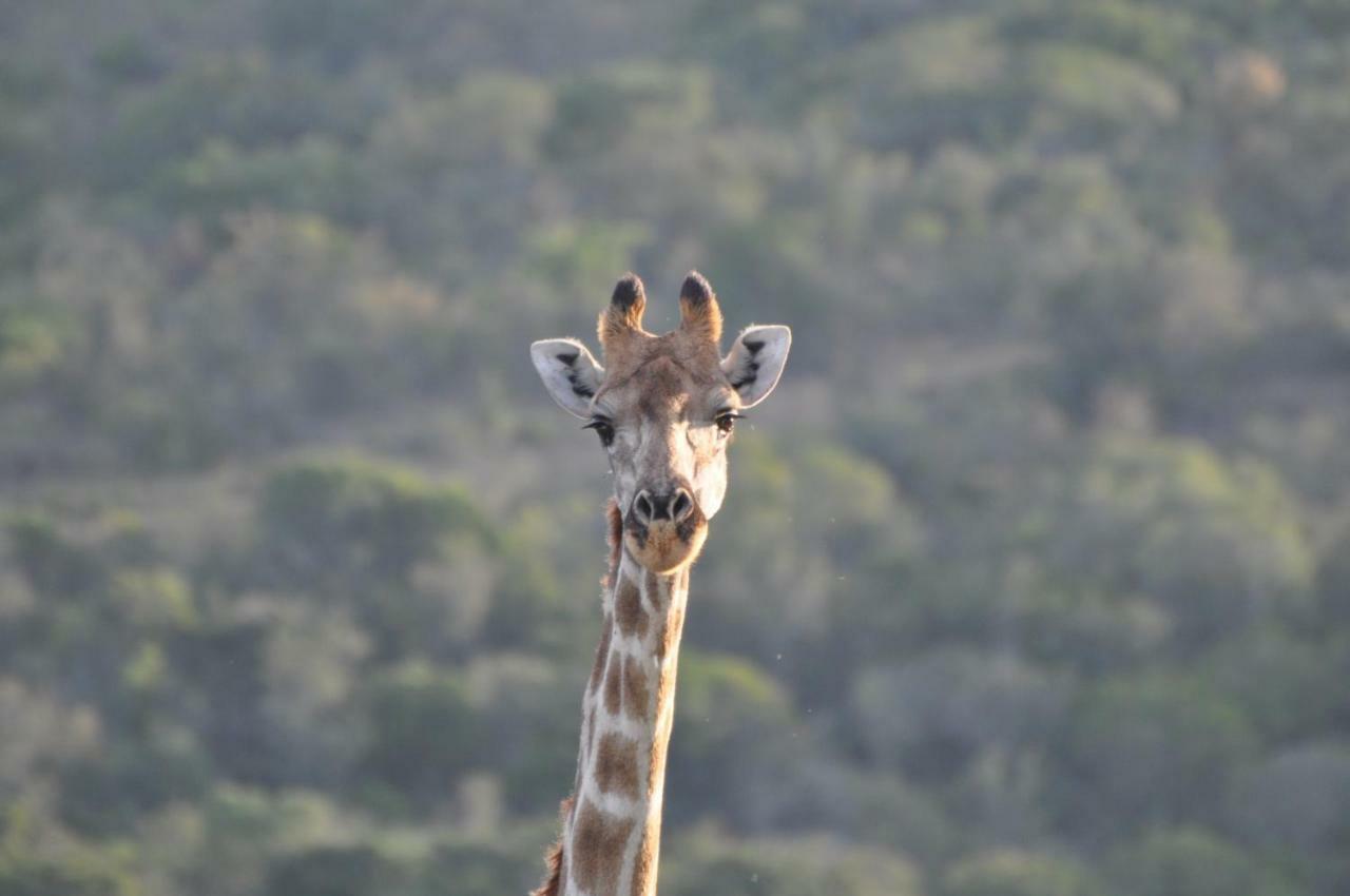 Addo Elephant Lodge & Safaris Kirkwood Екстер'єр фото